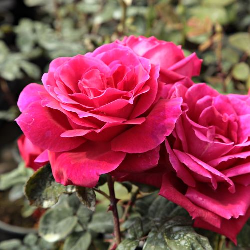 Shop - Rosa Mister Lincoln - rot - teehybriden-edelrosen - stark duftend - Herb Swim, O. L. Weeks - Streckenweise blühend, hält die Blüten  lange.Die Blüten sind gefüllt, angenehm duftend. Der lange Stiel macht sie zur hervorragenden Schnittblume.